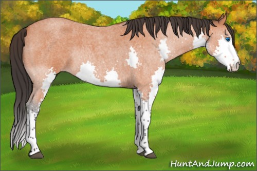 Horse Color:Bay Roan Splash 