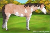 Horse Color:Bay Roan Splash 