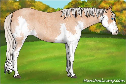Horse Color:Silver Bay Roan Splash 