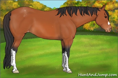 Horse Color:Bay Appaloosa 