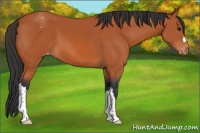 Horse Color:Bay Appaloosa 