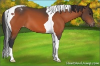 Horse Color:Bay Tobiano Appaloosa 