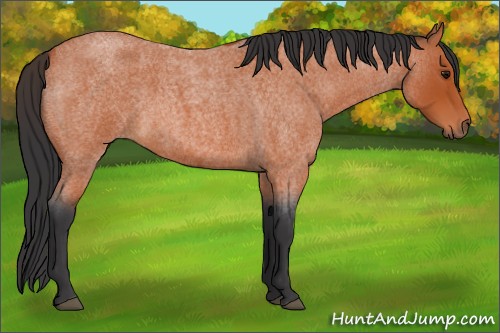 Horse Color:Bay Roan 