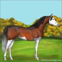Horse Color:Brown Splash Varnish 