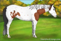 Horse Color:Bay Splash Tobiano Appaloosa 