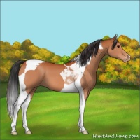 Horse Color:Bay Tobiano Varnish