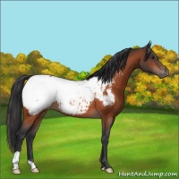 Horse Color:Brown Appaloosa 