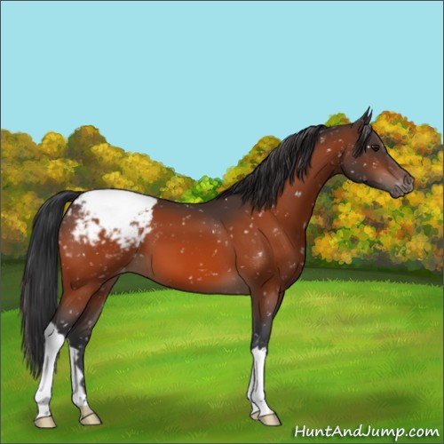 Horse Color:Bay Appaloosa 