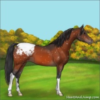 Horse Color:Bay Snowcap 