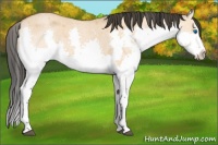 Horse Color:Bay Roan Dun Splash 