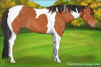 Horse Color:Bay Tobiano Snowflake Varnish