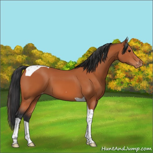 Horse Color:Bay Tobiano Appaloosa 