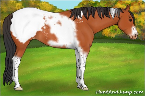 Horse Color:Bay Tobiano Frame Snowcap