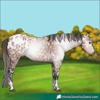 Horse Color:Gray Bay Tobiano Appaloosa 