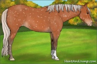 Horse Color:Silver Bay Roan Snowflake Varnish 