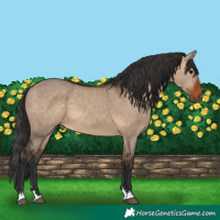 Horse Color:Bay Dun