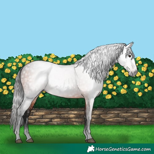 Horse Color:Gray Bay 
