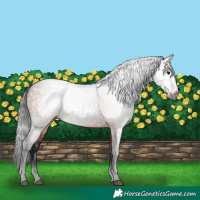 Horse Color:Gray Bay 