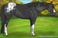 Horse Color:Black Appaloosa 