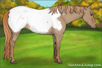 Horse Color:Red Dun Appaloosa 