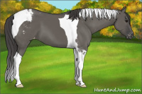 Horse Color:Grullo Tobiano Appaloosa