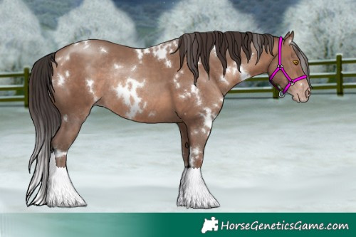 Horse Color:White Spotted Sable Champagne Rabicano 