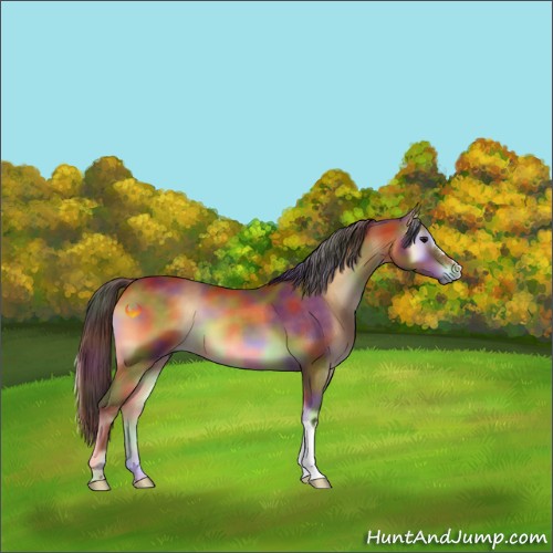 Horse Color:Nacre Buckskin Onyx 