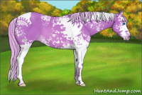 Horse Color:Watercolor White Spotted Palomino Splash Tobiano 