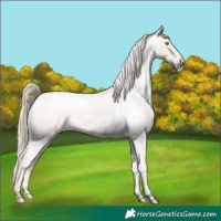 Horse Color:Perlino Snowcap 