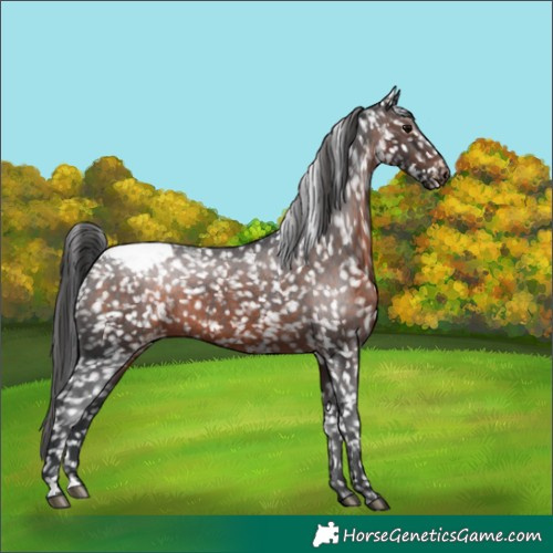 Horse Color:Brown Appaloosa 