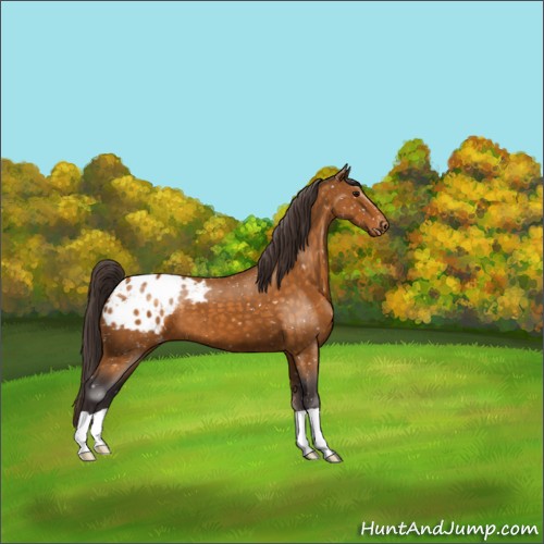 Horse Color:Buckskin Appaloosa