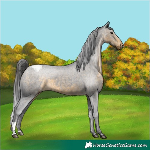 Horse Color:Buckskin Snowcap