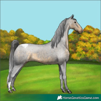 Horse Color:Buckskin Snowcap 