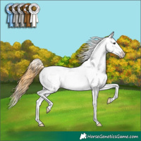 Horse Color:Buckskin Snowcap 