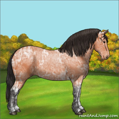 Horse Color:Bay Ice Rabicano 