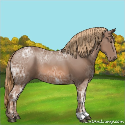 Horse Color:Chestnut Ice Rabicano