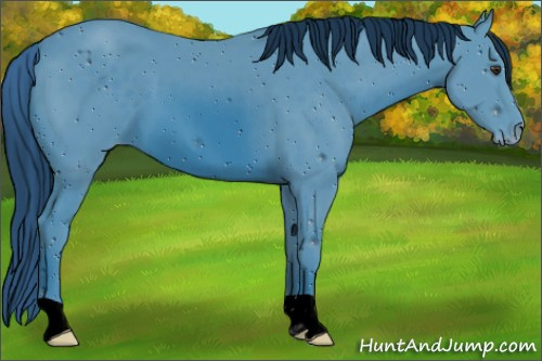 Horse Color:ERROR: UNKNOWN ANOMALY