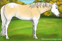 Horse Color:Palomino Roan Onyx Splash Appaloosa 