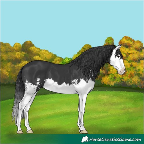 Horse Color:Black Sabino Splash 