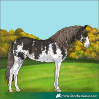 Horse Color:Liver Chestnut Sabino 