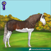 Horse Color:Liver Chestnut Splash 