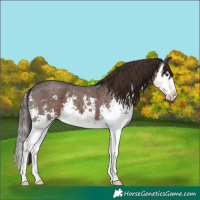Horse Color:Liver Chestnut Sabino Splash 
