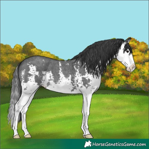Horse Color:Black Sabino Splash 