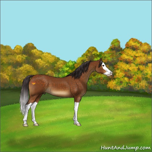 Horse Color:Buckskin Splash 