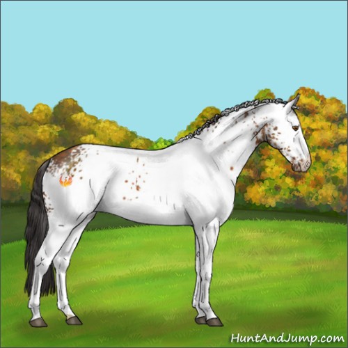 Horse Color:White Spotted Buckskin 