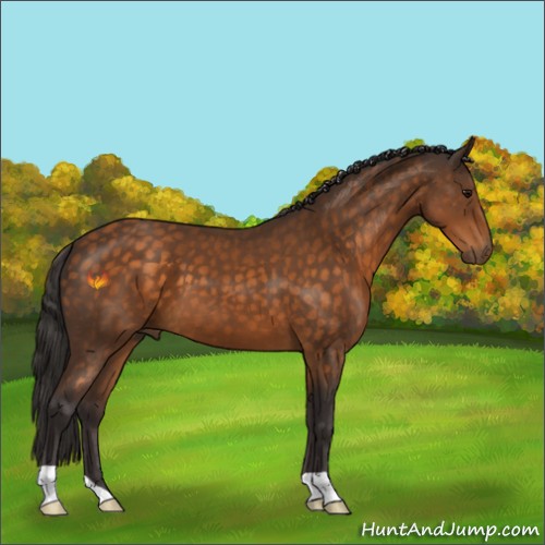 Horse Color:Buckskin 