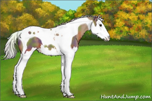 Horse Color:Nacre Silver Smoky Black Splash Tobiano 