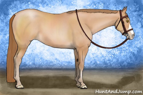 Horse Color:Bay Pearl