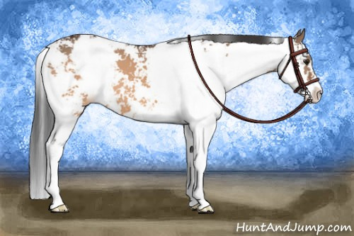 Horse Color:Bay Dun Sabino 