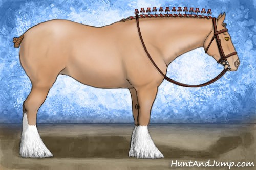 Horse Color:Bay Pearl
